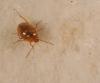 Speodiaetus bucheti